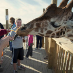 timbavati wildlife park – dells