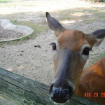 wisconsin deer park – dells