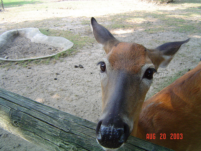 wisconsin deer park - dells